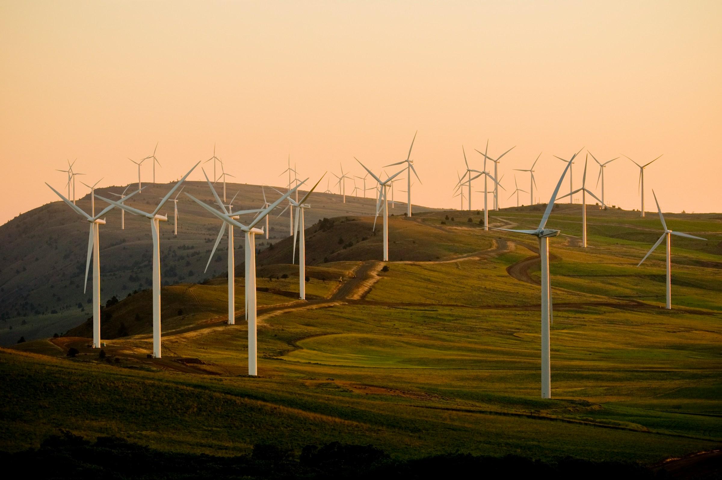 How Businesses Are Future-Proofing Their Impact with Carbon Offsets