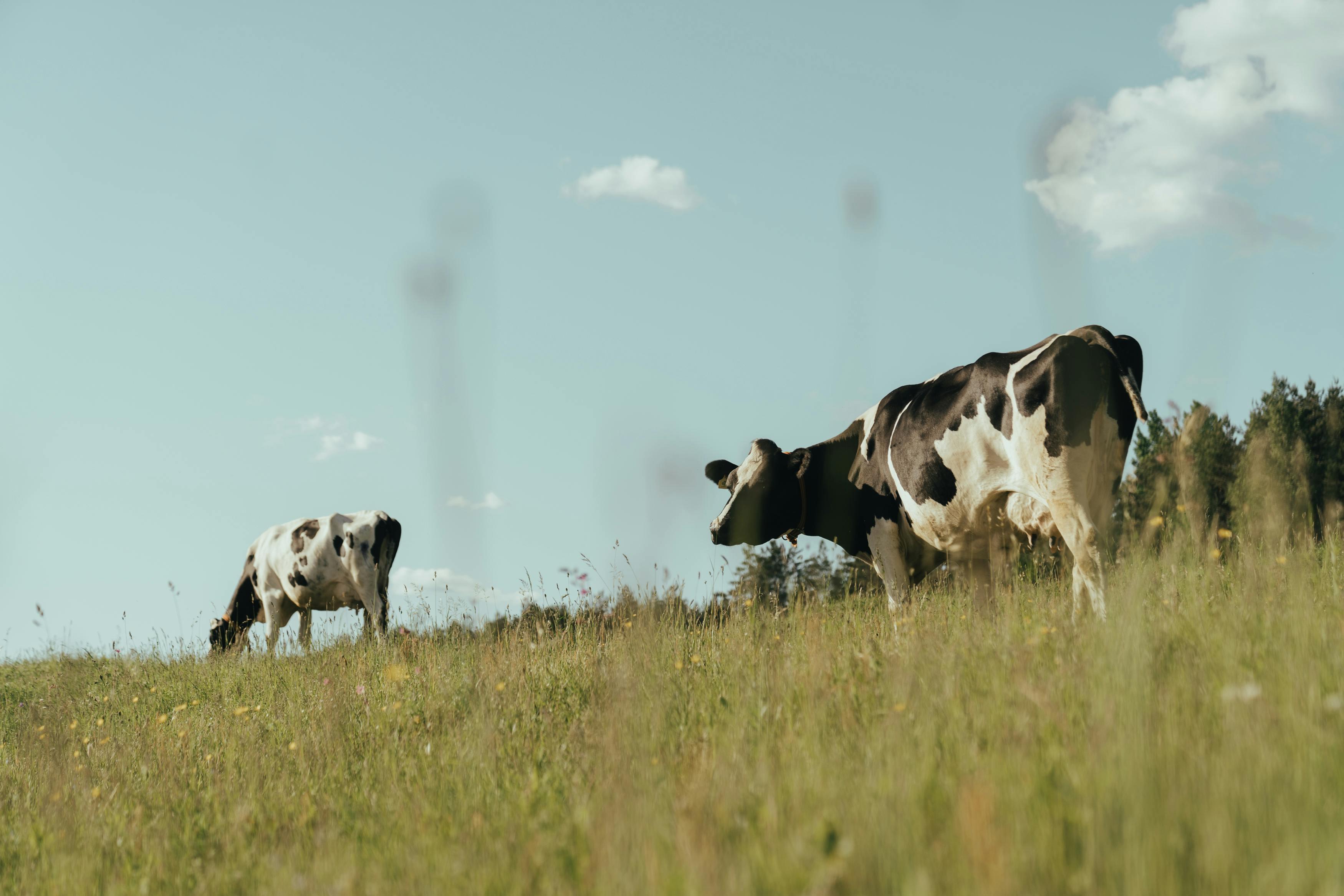 Reducing Dairy’s Biggest Carbon Challenge: Scope 3 Emissions