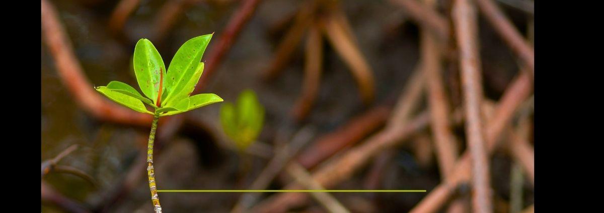 Karbon-X Expands Blue Carbon Leadership with New Restoration Project in Guinea