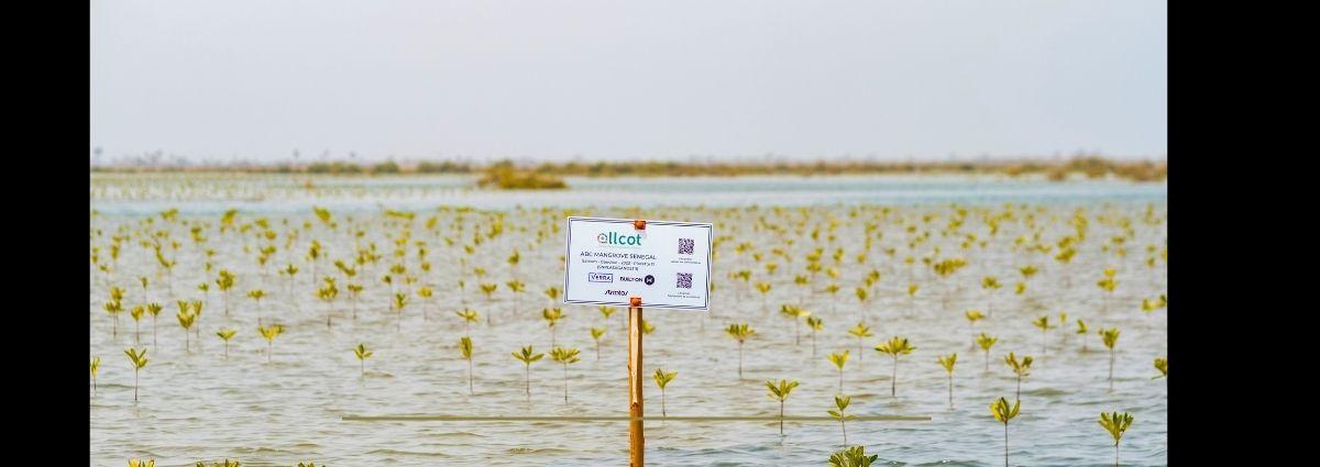 Karbon-X Celebrates Major Milestone in Senegal Mangrove Restoration Project